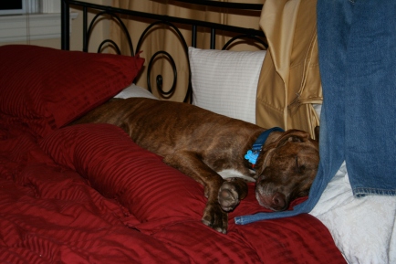Clyde on Pillow 2 (Apr 4, 2006)